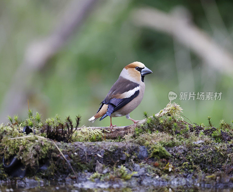 山雀（Coccothraustes coccothraustes）国际象棋